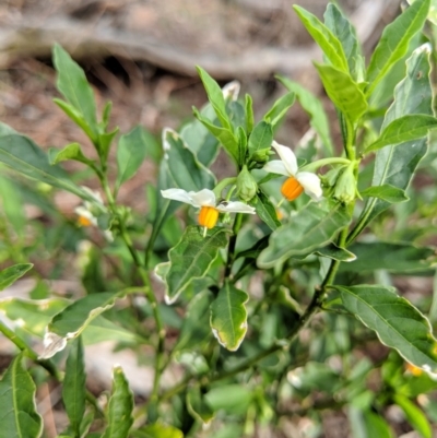 Solanum pseudocapsicum (Jerusalem Cherry, Madeira Cherry) at Canberra Central, ACT - 18 Nov 2017 by WalterEgo