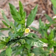 Solanum pseudocapsicum at Canberra Central, ACT - 18 Nov 2017