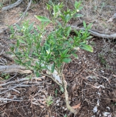 Solanum pseudocapsicum at Canberra Central, ACT - 18 Nov 2017