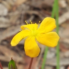 Hypericum gramineum (Small St Johns Wort) at Kambah, ACT - 16 Nov 2017 by RosemaryRoth