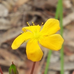 Hypericum gramineum at Kambah, ACT - 17 Nov 2017