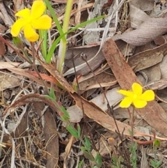 Hypericum gramineum at Kambah, ACT - 17 Nov 2017