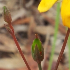 Hypericum gramineum at Kambah, ACT - 17 Nov 2017