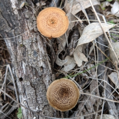 Lentinus arcularius (Fringed Polypore) at Hackett, ACT - 18 Nov 2017 by WalterEgo