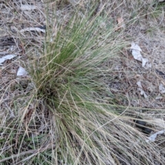 Nassella trichotoma at Hackett, ACT - 18 Nov 2017