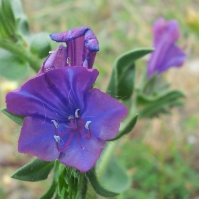 Echium plantagineum (Paterson's Curse) at Mount Taylor - 17 Nov 2017 by RosemaryRoth