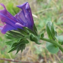 Echium plantagineum at Kambah, ACT - 17 Nov 2017