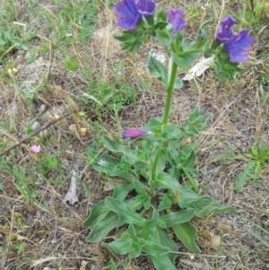 Echium plantagineum at Kambah, ACT - 17 Nov 2017 11:30 AM