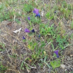 Echium plantagineum at Kambah, ACT - 17 Nov 2017 11:30 AM