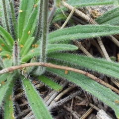 Plantago gaudichaudii at Kambah, ACT - 17 Nov 2017 01:16 PM