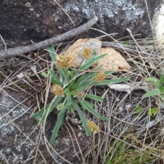 Plantago gaudichaudii at Kambah, ACT - 17 Nov 2017 01:16 PM