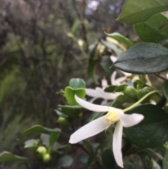 Clematis aristata at Cotter River, ACT - 19 Nov 2017 10:51 AM