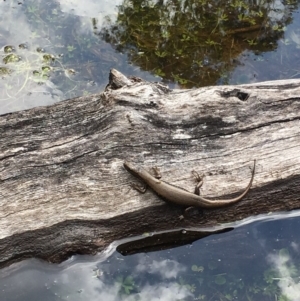 Eulamprus heatwolei at Tennent, ACT - 19 Nov 2017 10:55 AM