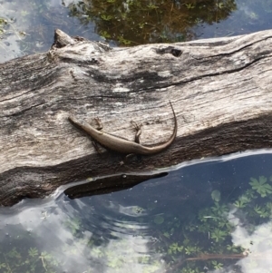 Eulamprus heatwolei at Tennent, ACT - 19 Nov 2017 10:55 AM