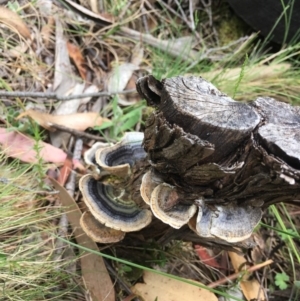 Trametes versicolor at Cotter River, ACT - 19 Nov 2017 10:56 AM