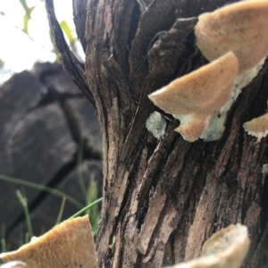 Trametes versicolor at Cotter River, ACT - 19 Nov 2017 10:56 AM