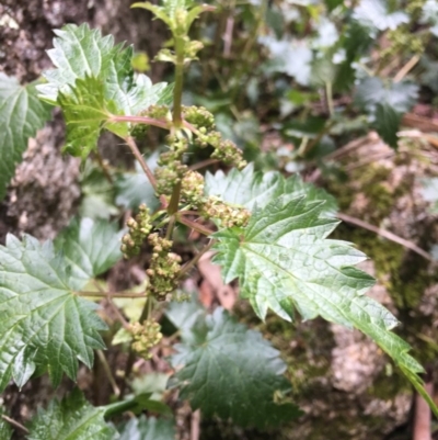 Urtica sp. (Nettle) at Paddys River, ACT - 18 Nov 2017 by W