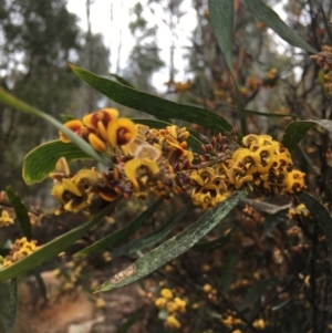 Daviesia mimosoides subsp. mimosoides at Paddys River, ACT - 19 Nov 2017 11:09 AM