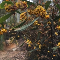 Daviesia mimosoides subsp. mimosoides at Paddys River, ACT - 19 Nov 2017 11:09 AM