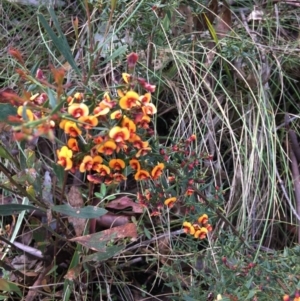 Daviesia ulicifolia subsp. ulicifolia at Cotter River, ACT - 19 Nov 2017 11:12 AM