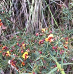 Daviesia ulicifolia subsp. ulicifolia at Cotter River, ACT - 19 Nov 2017 11:12 AM