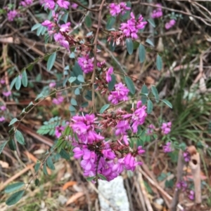 Indigofera australis subsp. australis at Paddys River, ACT - 19 Nov 2017 11:18 AM