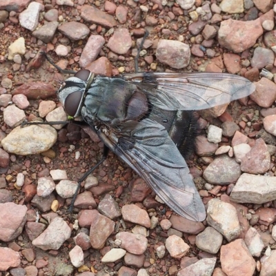 Rutilia (Donovanius) sp. (genus & subgenus) (A Bristle Fly) at Gungahlin, ACT - 18 Nov 2017 by David