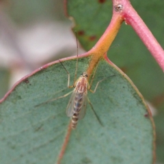 Chironomidae (family) (Non-biting Midge) at Forde, ACT - 18 Nov 2017 by David