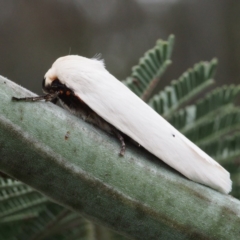 Maroga melanostigma (Pecan Stem Girdler) at Gungahlin, ACT - 18 Nov 2017 by David