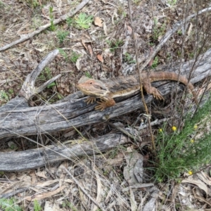 Pogona barbata at Hackett, ACT - 19 Nov 2017