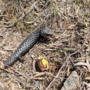 Tiliqua rugosa at Canberra Central, ACT - 19 Nov 2017