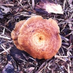 Lentinus arcularius (Fringed Polypore) at Hughes, ACT - 17 Nov 2017 by ruthkerruish