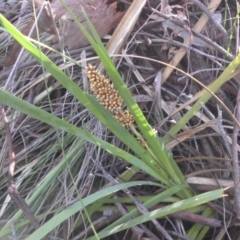 Lomandra longifolia (Spiny-headed Mat-rush, Honey Reed) at Majura, ACT - 18 Nov 2017 by SilkeSma