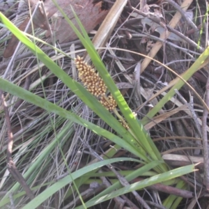 Lomandra longifolia at Majura, ACT - 19 Nov 2017 08:23 AM