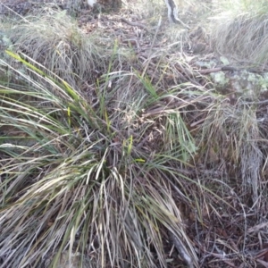 Lomandra longifolia at Majura, ACT - 19 Nov 2017 08:23 AM