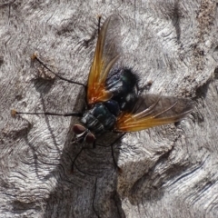 Chetogaster violacea/viridis (complex) (Bristle Fly) at Jerrabomberra, ACT - 19 Nov 2017 by roymcd