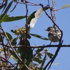 Petroica goodenovii at O'Malley, ACT - 19 Nov 2017