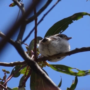 Petroica goodenovii at O'Malley, ACT - 19 Nov 2017