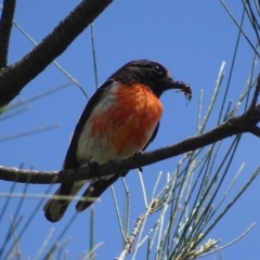 Petroica goodenovii at O'Malley, ACT - 19 Nov 2017