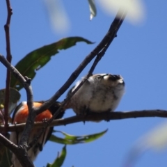 Petroica goodenovii at O'Malley, ACT - 19 Nov 2017