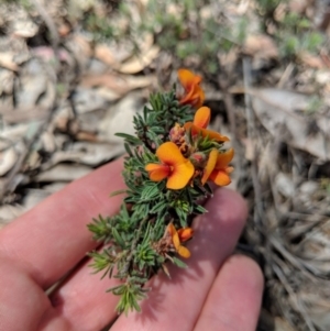 Pultenaea subspicata at Hackett, ACT - 19 Nov 2017