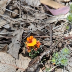 Pultenaea subspicata at Hackett, ACT - 19 Nov 2017