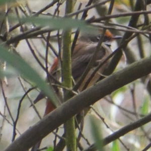 Rhipidura rufifrons at Googong, NSW - 19 Nov 2017 03:22 PM