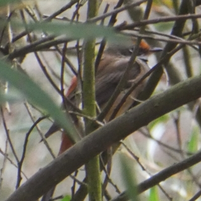 Rhipidura rufifrons (Rufous Fantail) at Googong, NSW - 19 Nov 2017 by Wandiyali