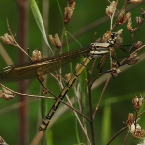 Diphlebia nymphoides at Stromlo, ACT - 19 Nov 2017