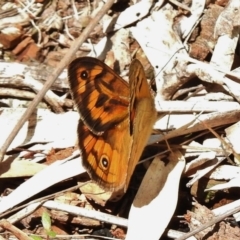 Heteronympha merope (Common Brown Butterfly) at Stromlo, ACT - 19 Nov 2017 by JohnBundock