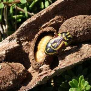 Eupoecila australasiae at Higgins, ACT - 19 Nov 2017