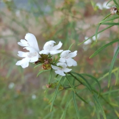 Westringia eremicola (Slender Western Rosemary) at Isaacs, ACT - 19 Nov 2017 by Mike