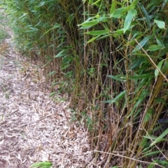 Phyllostachys aurea at Hughes, ACT - 18 Nov 2017