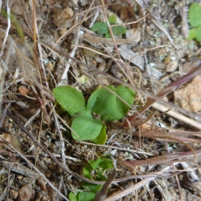 Centaurium sp. (Centaury) at Theodore, ACT - 19 Oct 2017 by JanetRussell